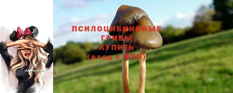 что такое наркотик  Ржев  Галлюциногенные грибы MAGIC MUSHROOMS 